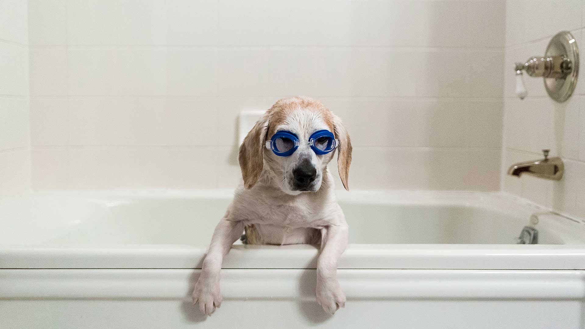 Hund med simglasögon